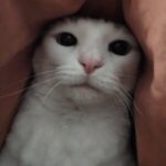 Profile picture of Ali Virnig